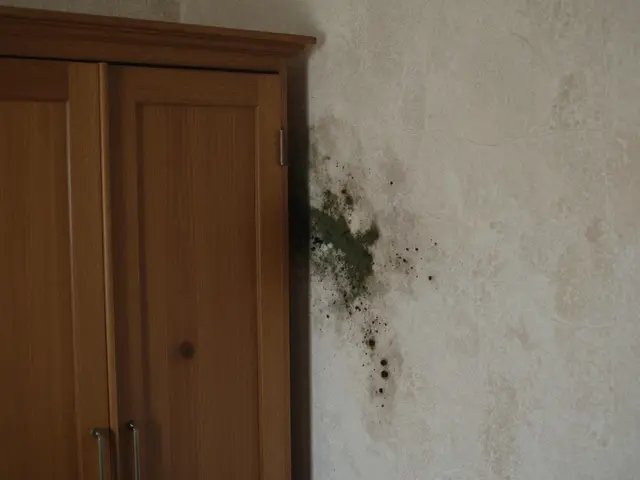 Schimmel-Checkliste fürs Haus: Schritt-für-Schritt von Diagnose bis Sanierung